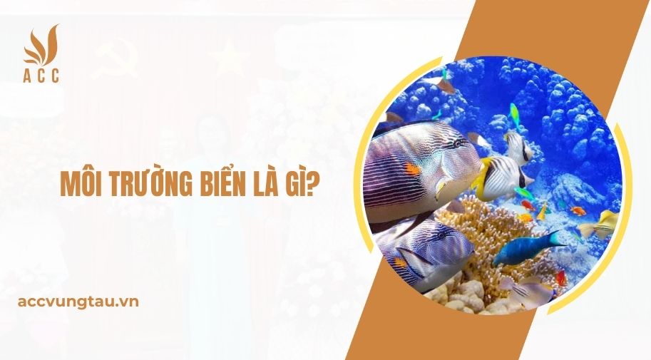 Môi trường biển là gì?.jpg