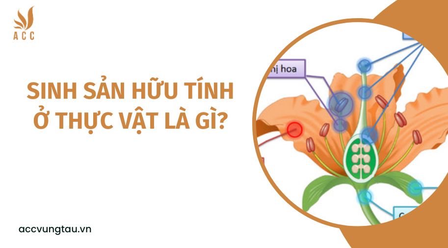 Tiêu đề