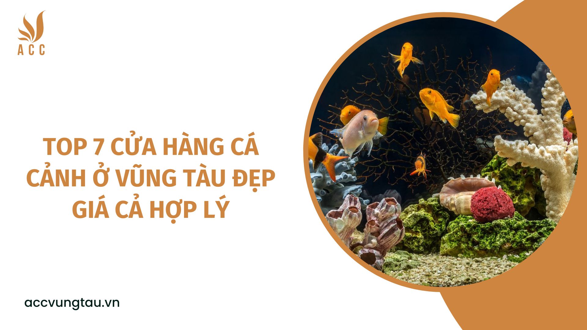 Top 7 cửa hàng cá cảnh ở Vũng Tàu đẹp giá cả hợp lý